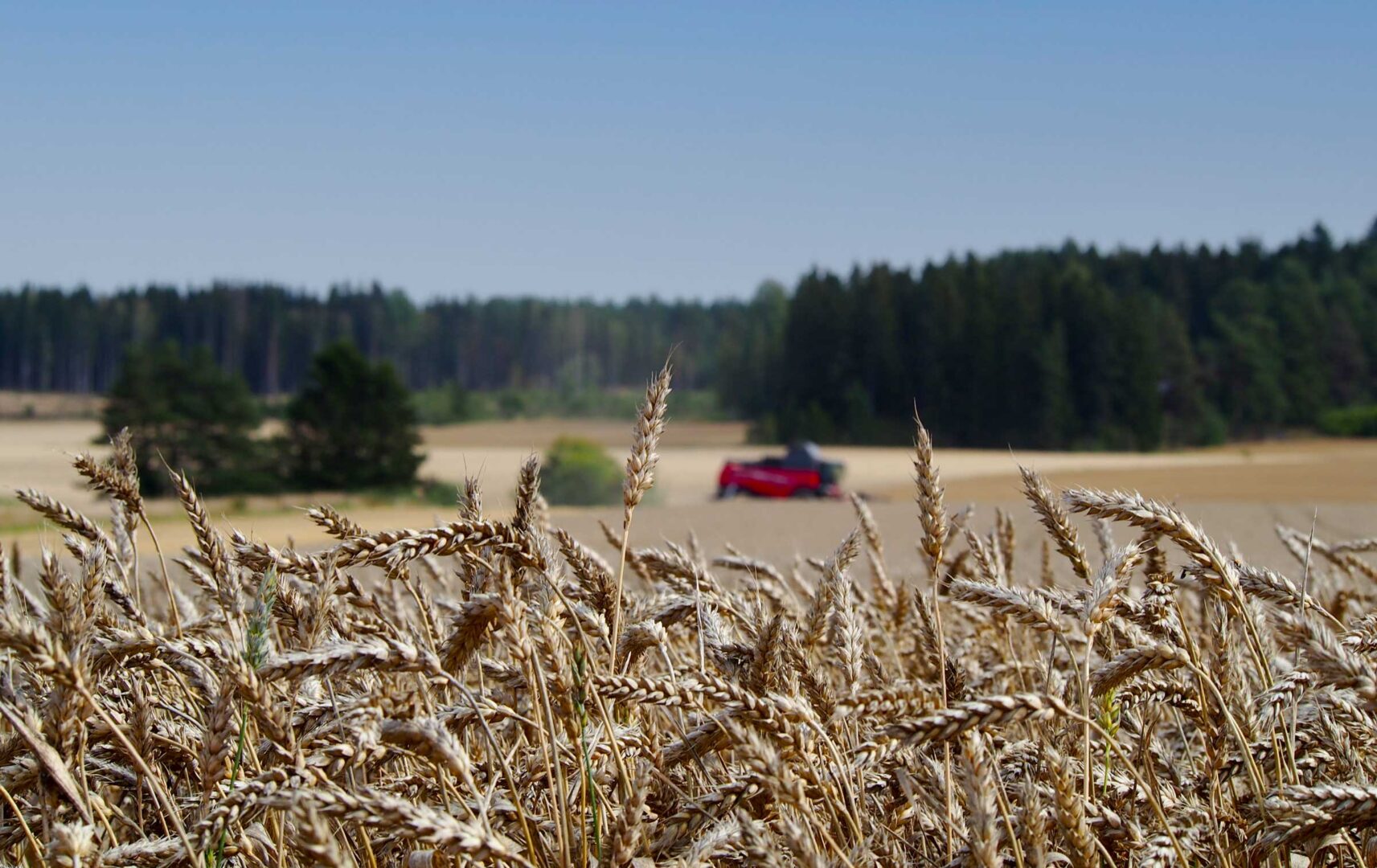 Massey Ferguson puimuri pui peltoa Tarvasjoella.